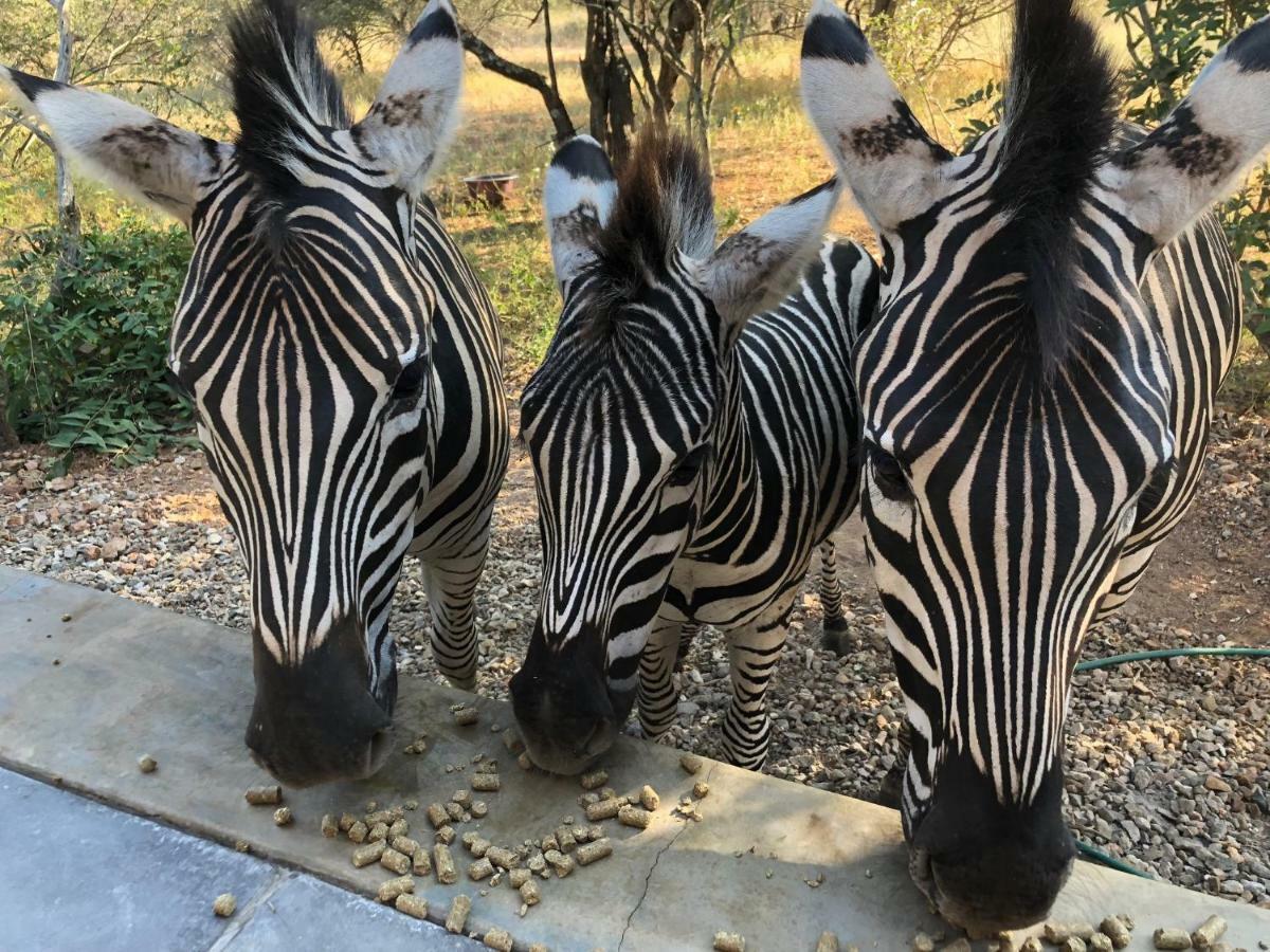 Kruger Willows Marloth Park Bagian luar foto